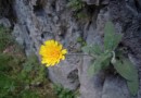 Hieracium petrovae ©  Pandion Wild Tours